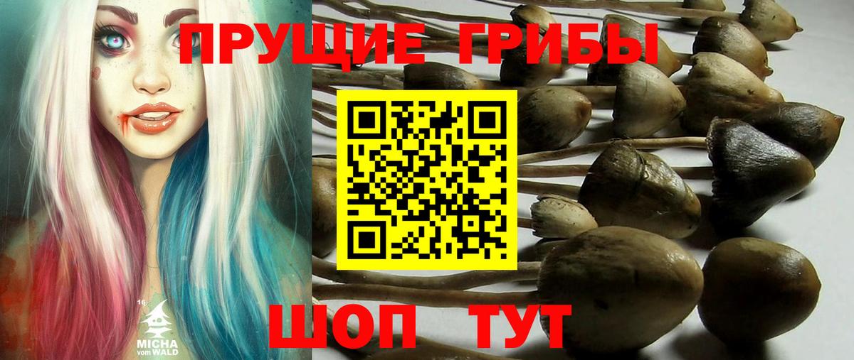 Галлюциногенные грибы Psilocybe Печора
